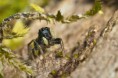 /album/salticidae/heliophanus-cupreus-r2-jpg/